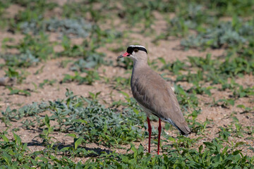 Vanellus coronatus