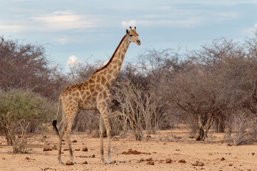 Giraffa camelopardalis