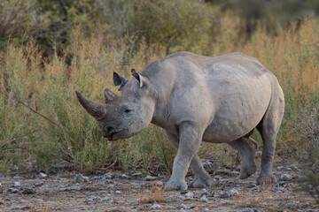 Obraz premium Diceros bicornis