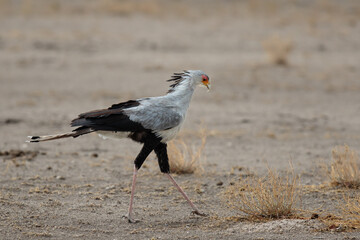 Sagittarius serpentarius