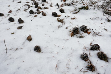 Pine cones and pine needles covered with a layer of snow. Seen from above and close by.