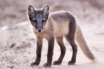 gray Fox close-up, Arctic Fox