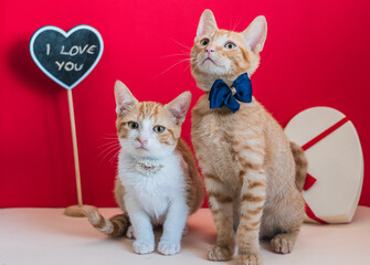 Cat couple in valentine's day