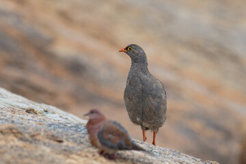 Pternistis adspersus