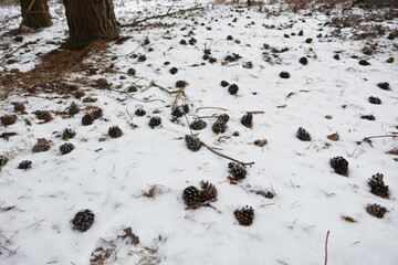 Pine cones and pine needles covered with a layer of snow. Seen from above and close by.