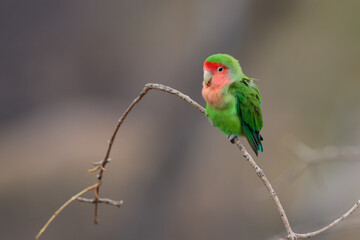 Agapornis roseicollis