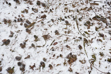 Pine cones and pine needles covered with a layer of snow.
Seen from above and close by.