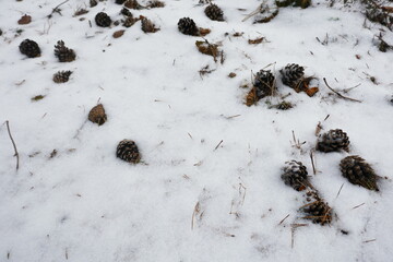 Pine cones and pine needles covered with a layer of snow. Seen from above and close by.