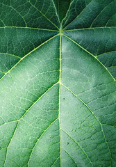 Green tropical leaf texture close up, abstract green nature background.