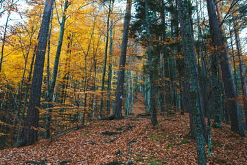 Fototapeta premium path in autumn forest