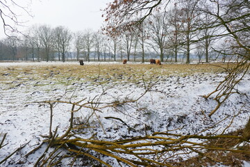 Snow landscape in a nature reserve with grazing Scottish highlanders.