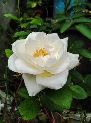 White rose flower