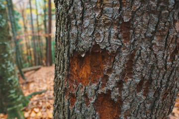 Obraz premium destroyed bark of tree
