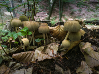 Bunch of wild fungi in forest in autumn, probable inedible mushrooms, potentially poisonous and deadly