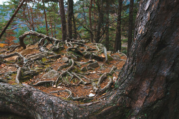 Fototapeta na wymiar tree bark and roots
