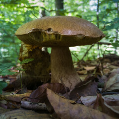 Close up of boletus in forest with brown cap in autumn. Collecting edible mushrooms, wild fungus for eat