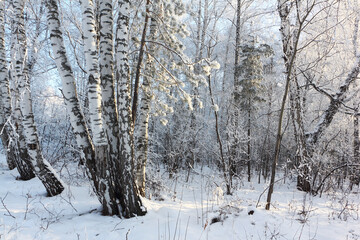 Birch trees on a snowy glade in winter, Novosibirsk, Russia