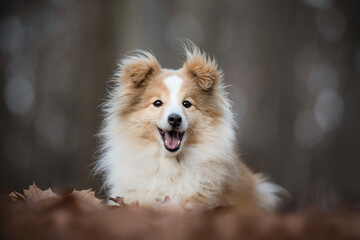 Funny sheltie dog  (The Shetland Sheepdog)