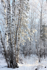 Birch trees on a snowy glade in winter, Novosibirsk, Russia