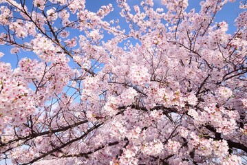 青空に映える満開の桜