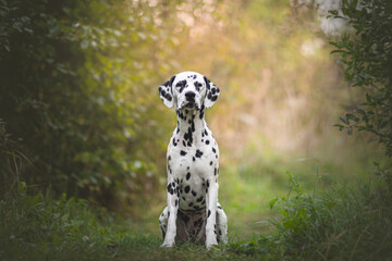 Beautiful and young dalmatian dog  portrait 