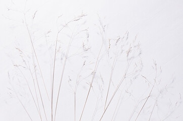 Elegant fracile dry fluffy grass straw on white wood board, top view,  pattern.