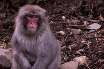 japanese monkey