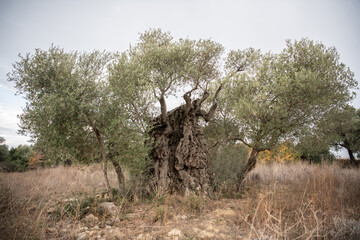 
1755-year-old olive tree