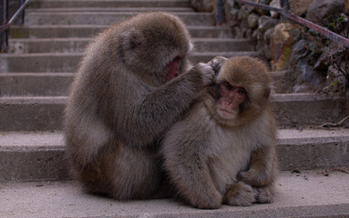 japanese monkey