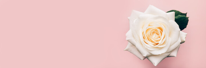 Close up of beautiful big white rose on light pink background, top view, banner size, copy space