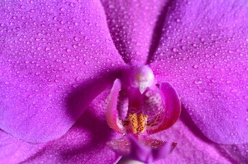 Herzliche farbige Orchideenblühte 