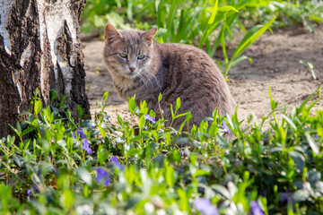 Cute gray cat, enjoying warm sunny weather in a spring garden, sitting near the tree.