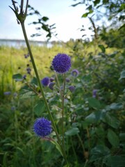 Obraz premium flowers in the garden