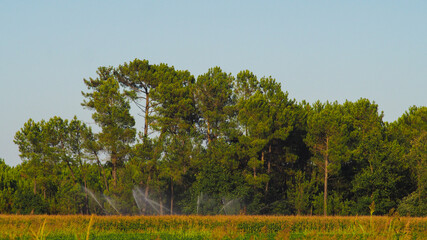 Obraz premium Beau paysage landais, montrant des champs de maïs irrigués par des jets d'eau