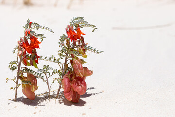 Coastal sand dune landscape of Fish Hoek, Cape Town
