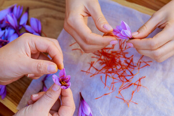 Process of separating the saffron threads from the rest of the flower.