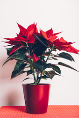 Christmas Poinsettia in ceramic pot. Christmas traditional red flower on white wall background