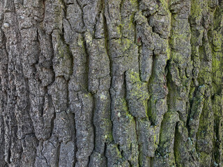 Close up of texture of tree barks and tree trunk in natural environmen for background