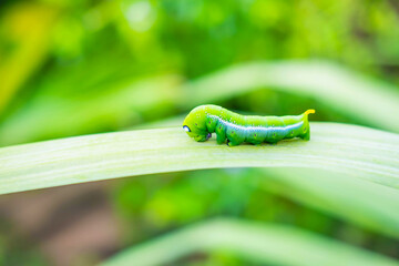 .Green worm on the leaf