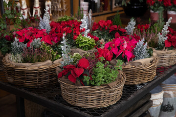 Fototapeta na wymiar Gift baskets full of Christmas spirit seasonal flowers and plants in a garden shop.