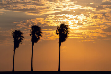 Three palm trees with a background view of a  bright sunset