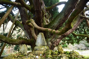 杉　御仏供スギ　おぼけすぎ　白山手取川ジオパーク