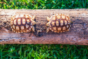 Two Sukata turtles in the forest