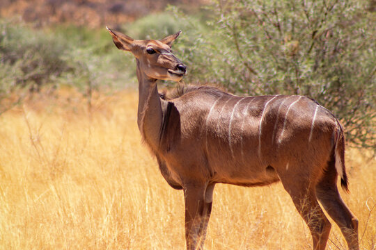 Greater kudu ( woodland antelope) standing in African bushes.