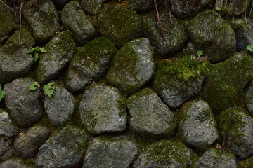 moss on stone