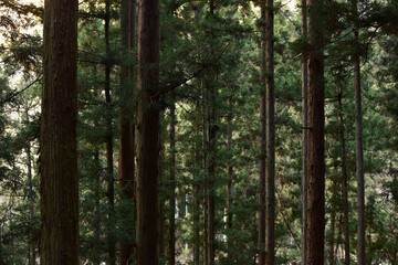 Fototapeta premium trees in the forest