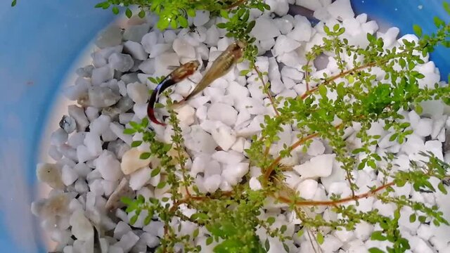 Aquarium on the table, fishes are swimming, stone on the bottom, Living room interior, preparation for Christmas and new year celebration, jar filled with water, round jar on the stone made table, rel