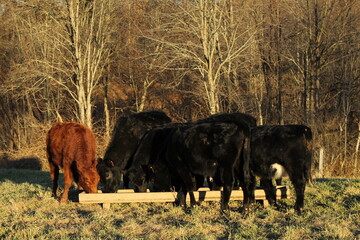 Retrato acercamiento vaca