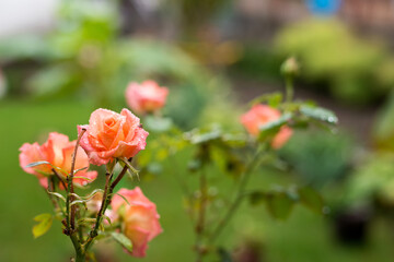 Close up of roses in the garden after the rain. Selective focus.