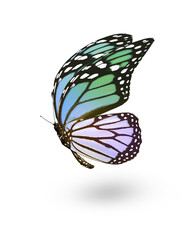 Fototapeta na wymiar Color butterfly , isolated on white background
